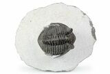 Tower-Eyed, Erbenochile Trilobite - Ou Driss, Morocco #254076-6